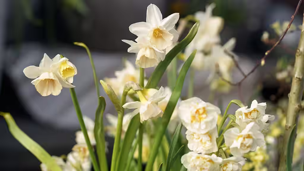 Våren är här - detta kan du göra nu