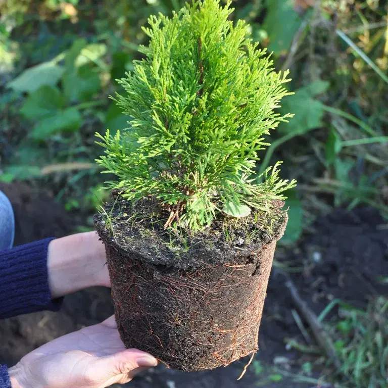 Plantera en häck – så lyckas du