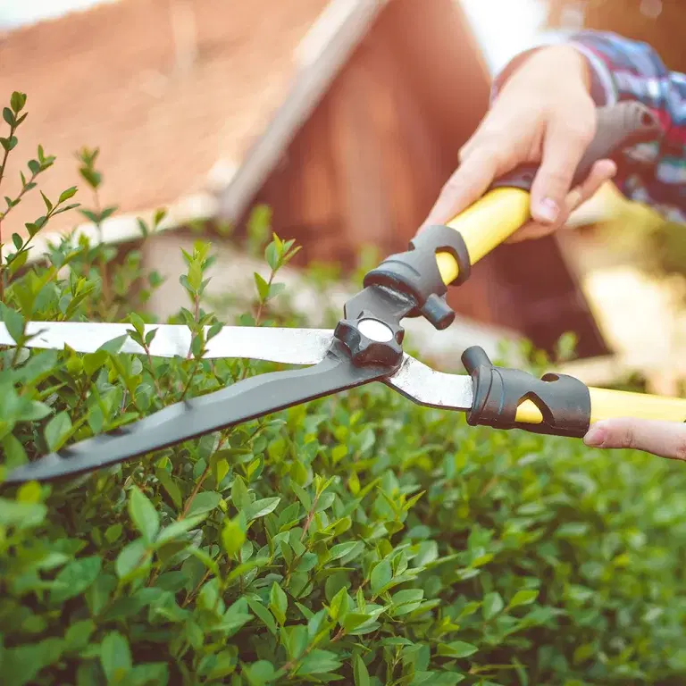 Snabbväxande häck – fem bra alternativ