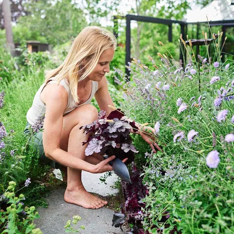 Skapa en perennrabatt som blommar hela säsongen