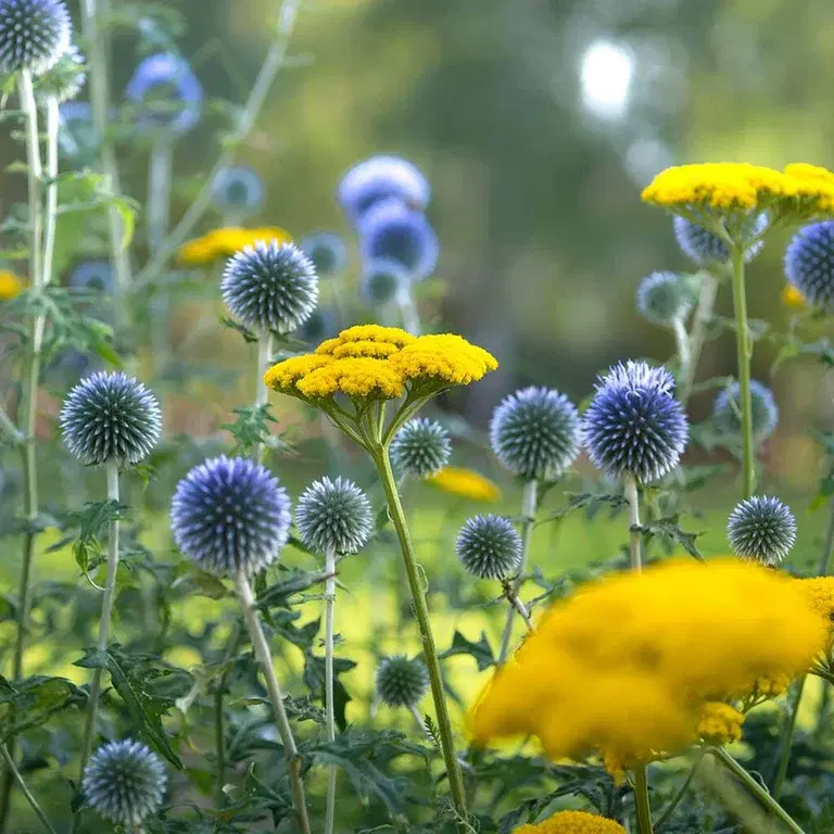 Uteväxter som tål torka