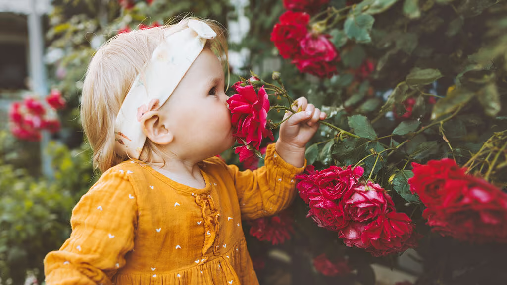 Doftande trädgård – en upplevelse för alla sinnen