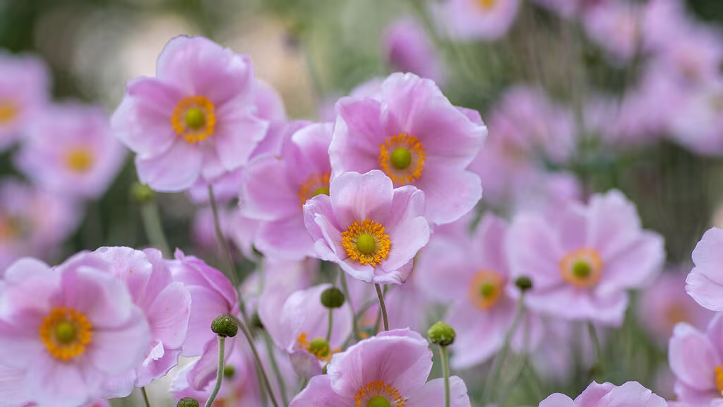 Så skapar du en allergivänlig trädgård