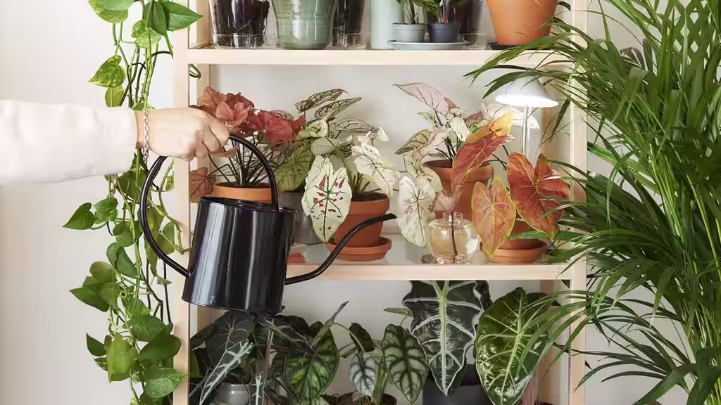 Vattna dina krukväxter inomhus