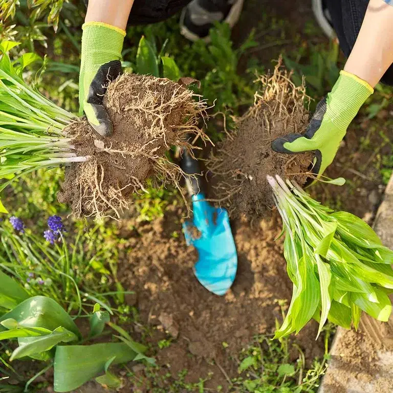 Dela perenner – och få fler plantor gratis