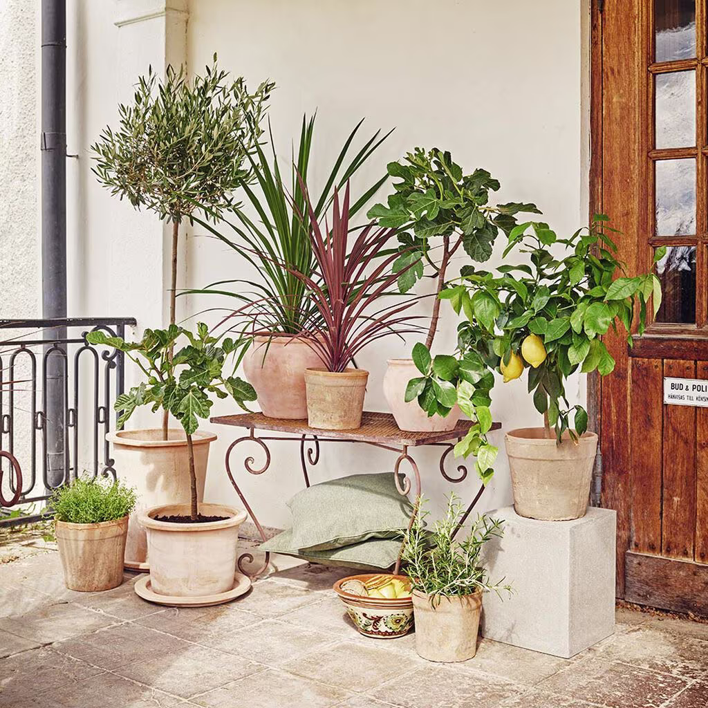 Medelhavsväxter – plantering och skötsel