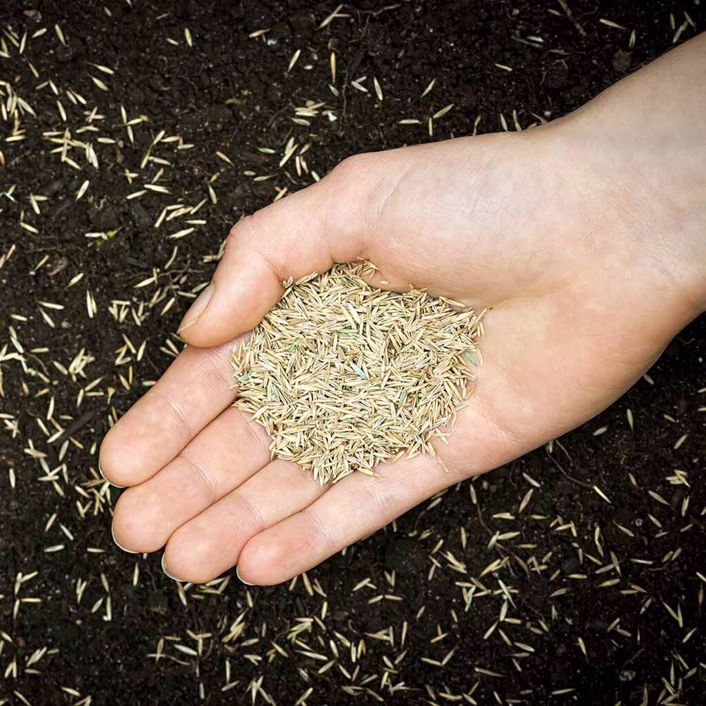 Så gräsmatta - så här lyckas du