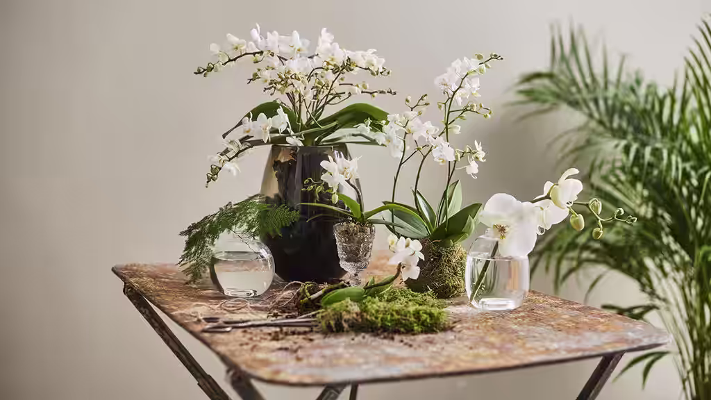 Allergivänliga växter som passar nästan alla