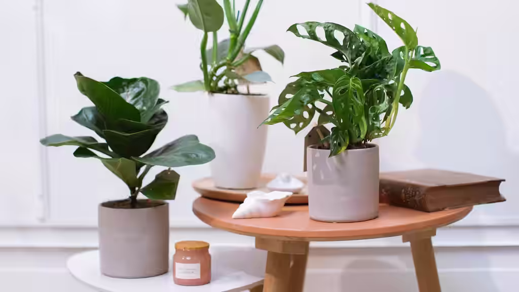 Svenskarnas favorit – lättskötta växter som inte behövs planteras om