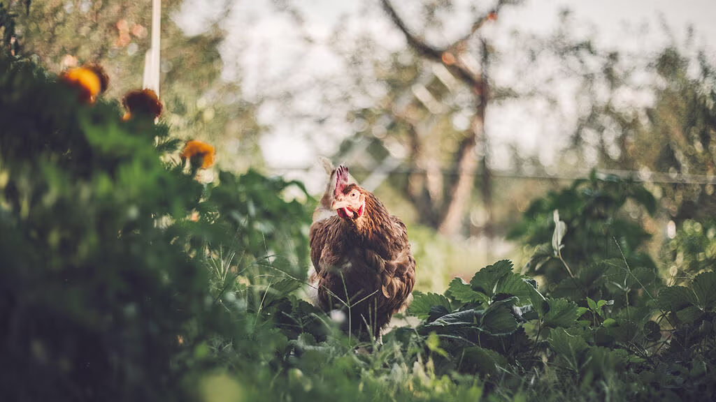 Gödsel från djur - en fin resurs i trädgården