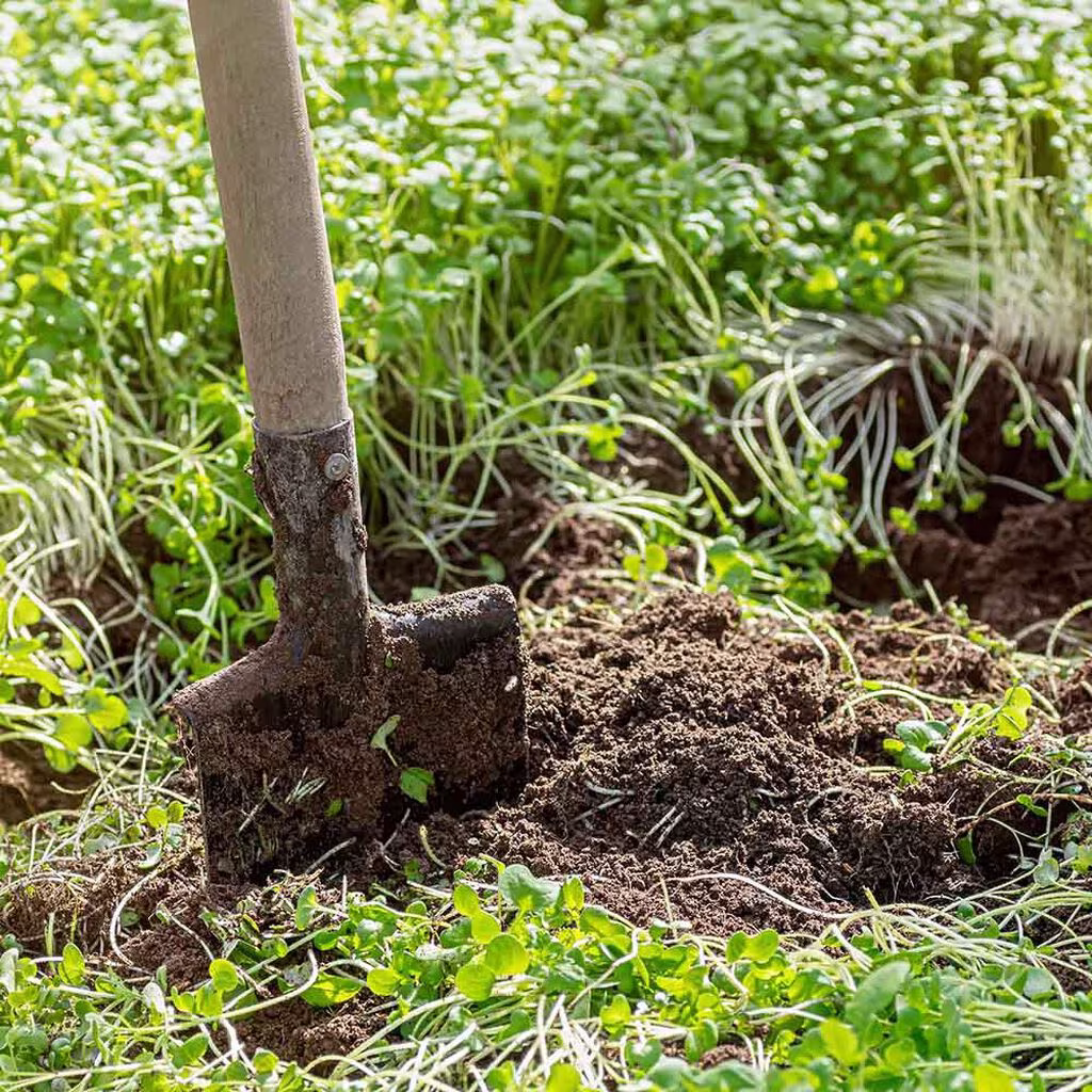 Förbättra hård lerjord och näringsfattig jord