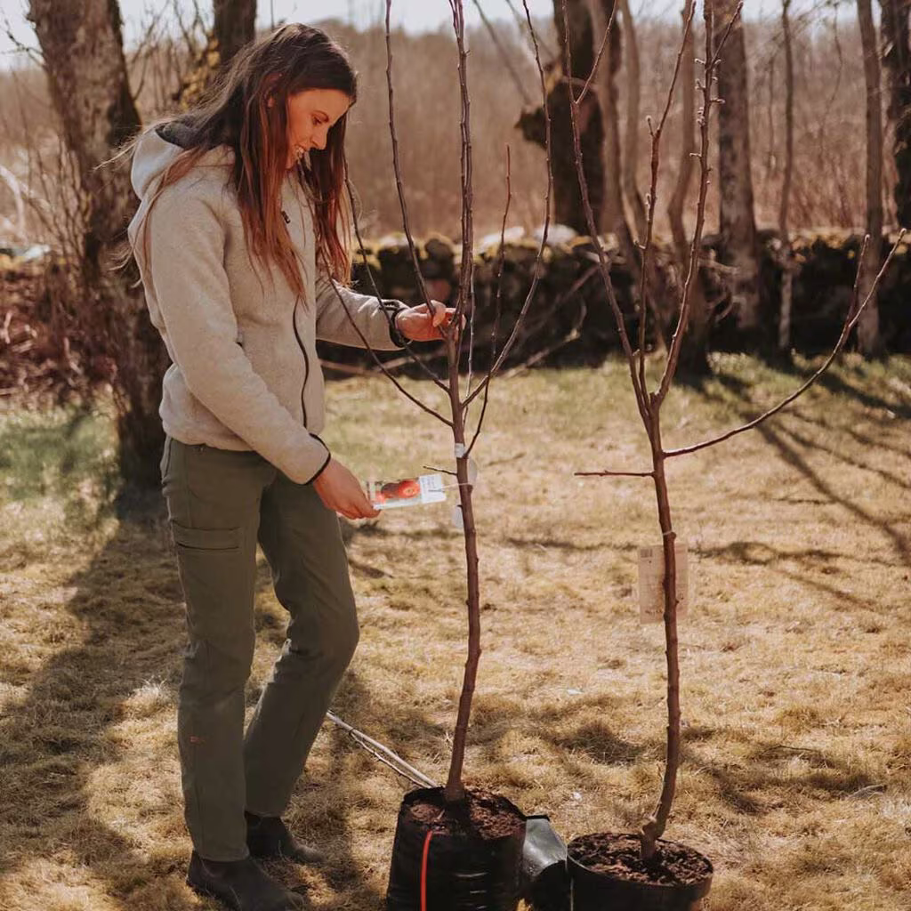 Välj rätt äppelträd till din trädgård