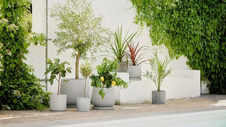 Övervintra medelhavsväxter såsom citrus- och olivträd