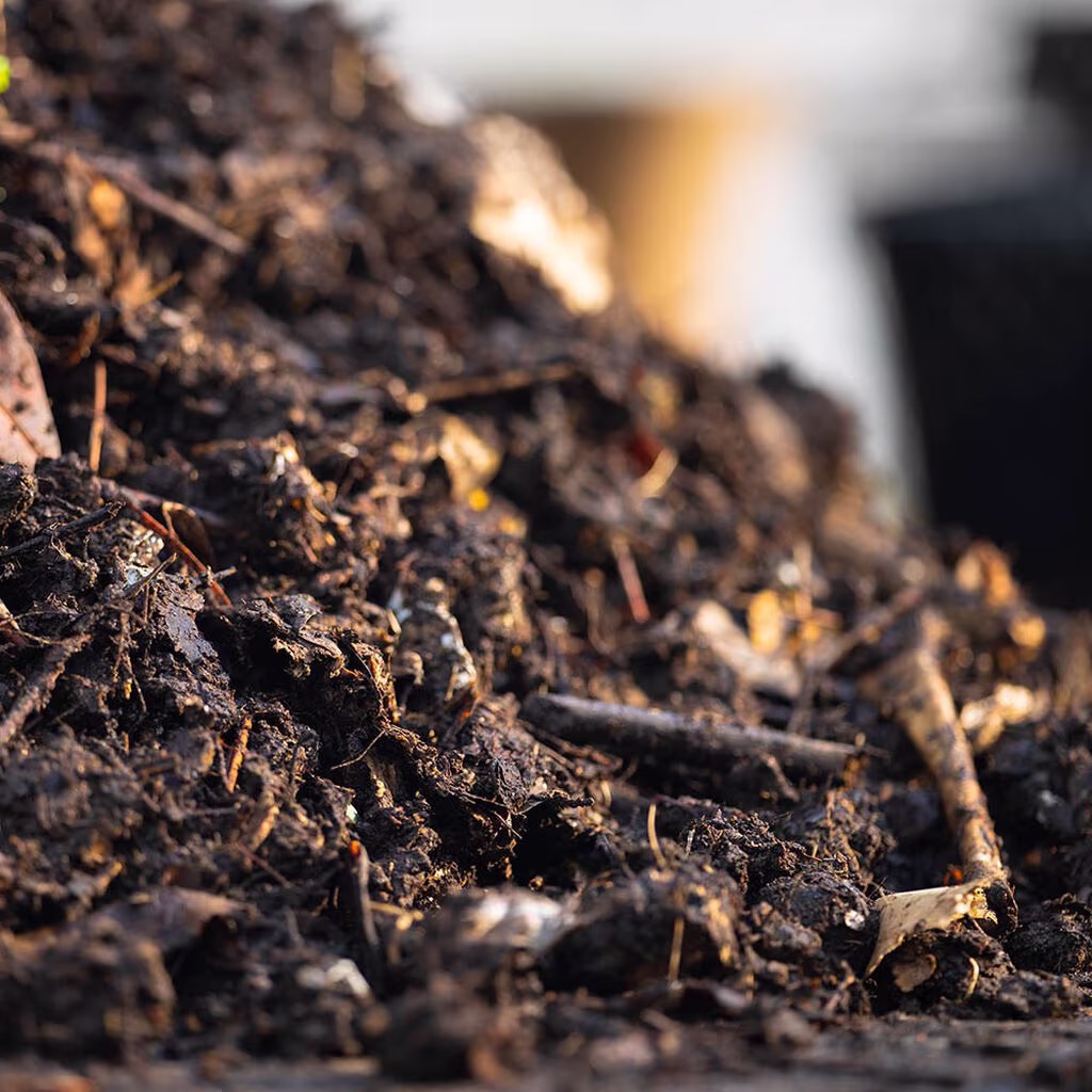 Svampar – växternas backup