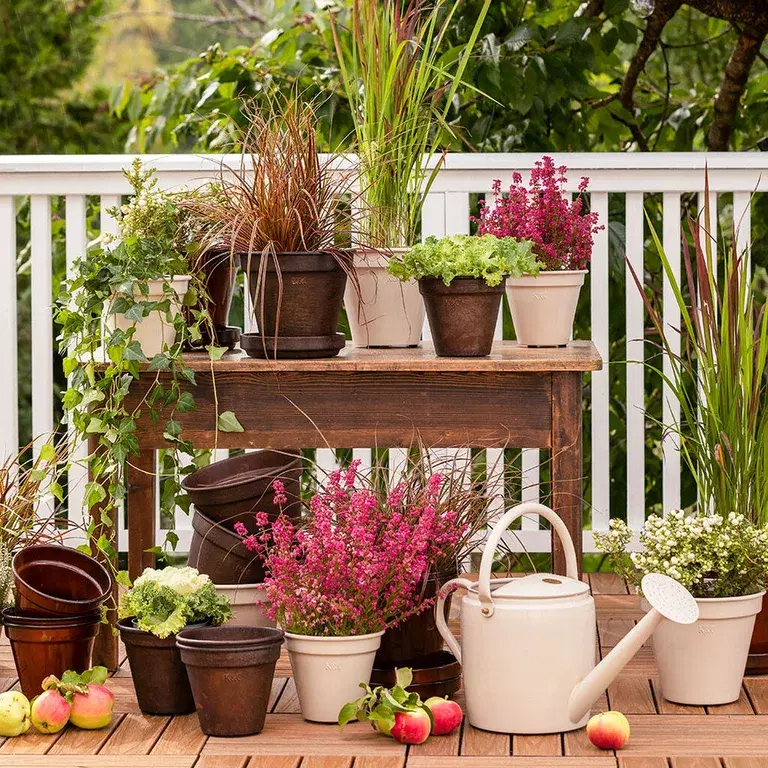 Topp fem frosttåliga växter för hösten