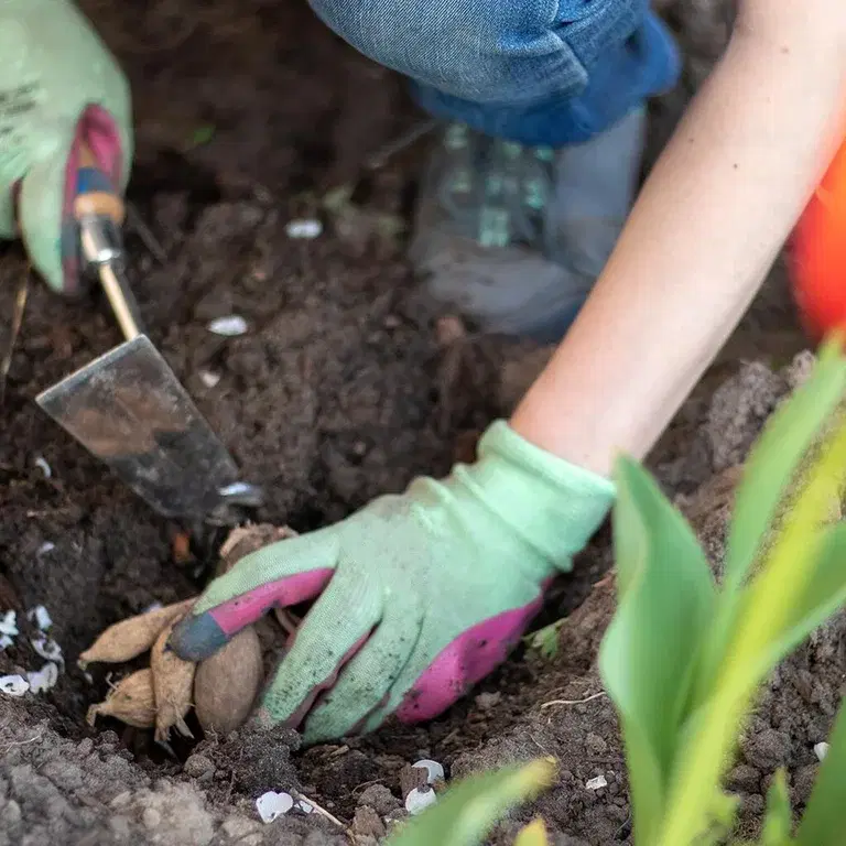 Vårlök - allt du behöver veta om höstblommande lökar