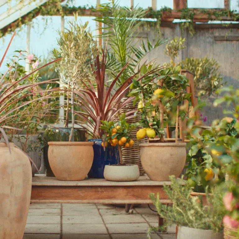 Ge medelhavsväxterna nytt liv efter vintern