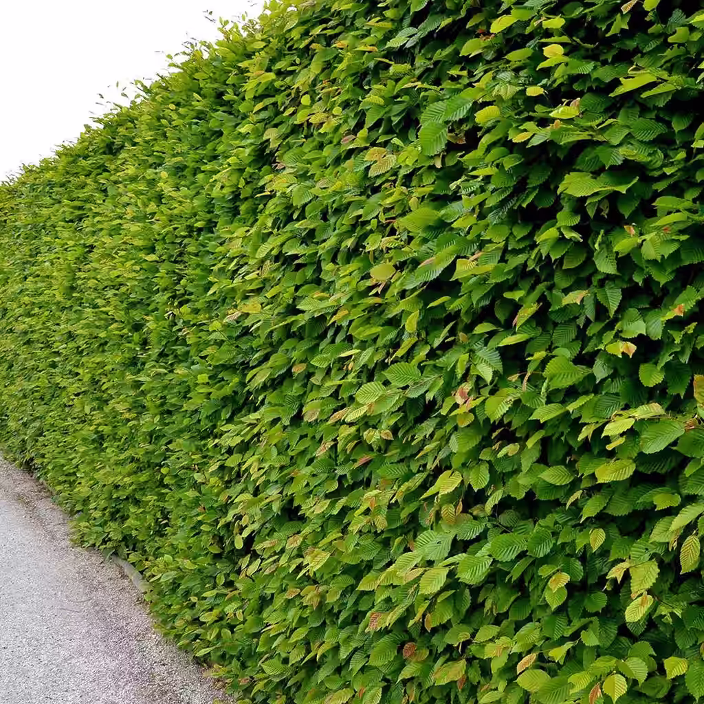 Avenbok – plantering och skötsel