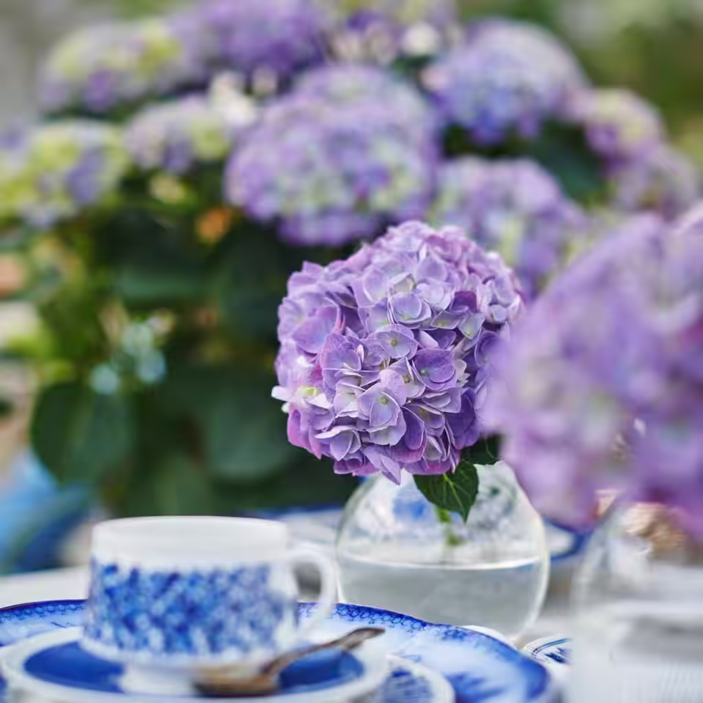Hortensia – plantering och skötsel