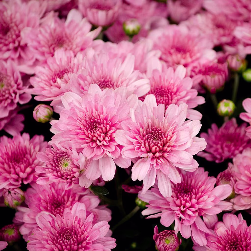 Krysantemum – fakta och skötselråd