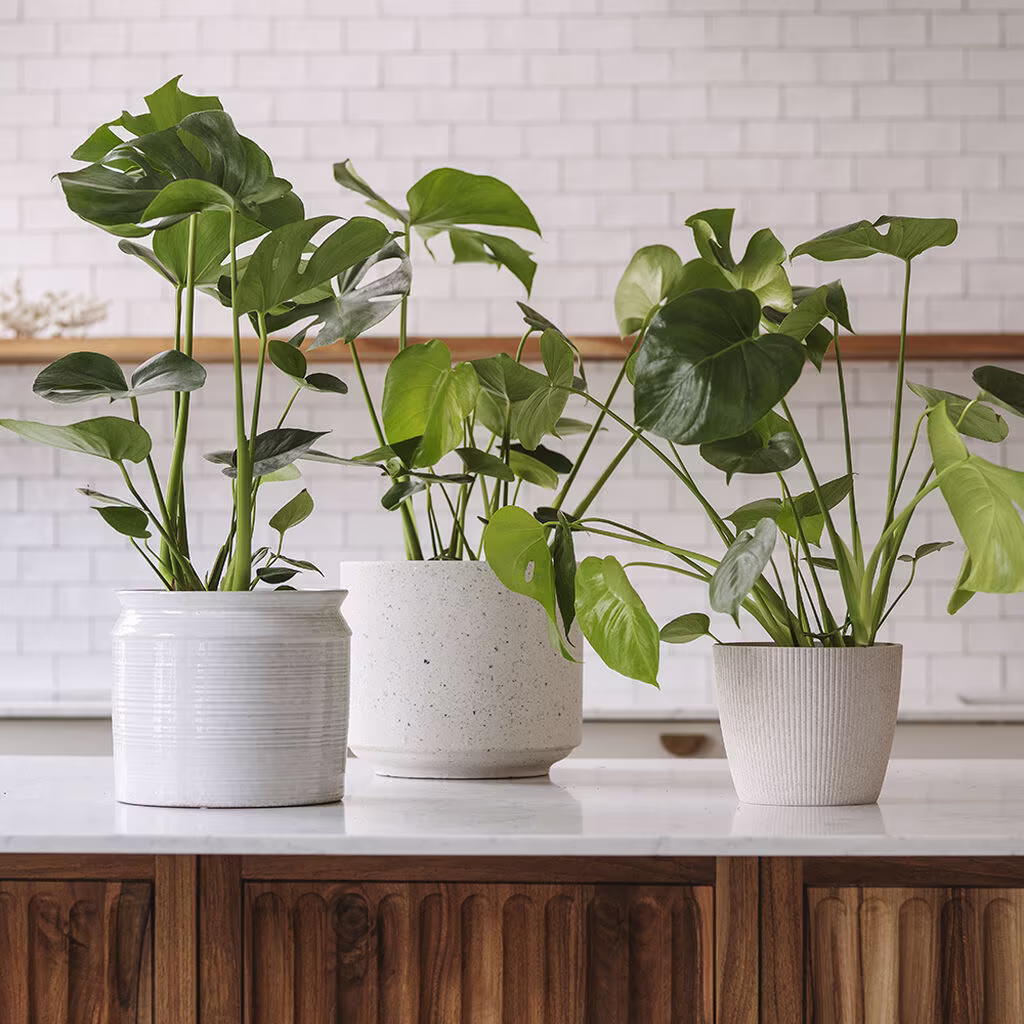 Monstera – fakta och skötselråd