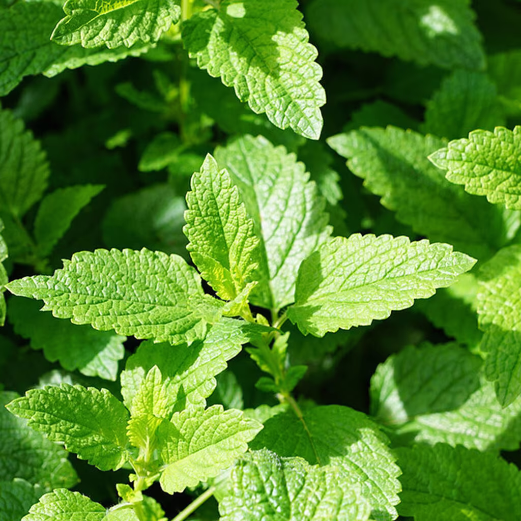 Mynta – odla din egen