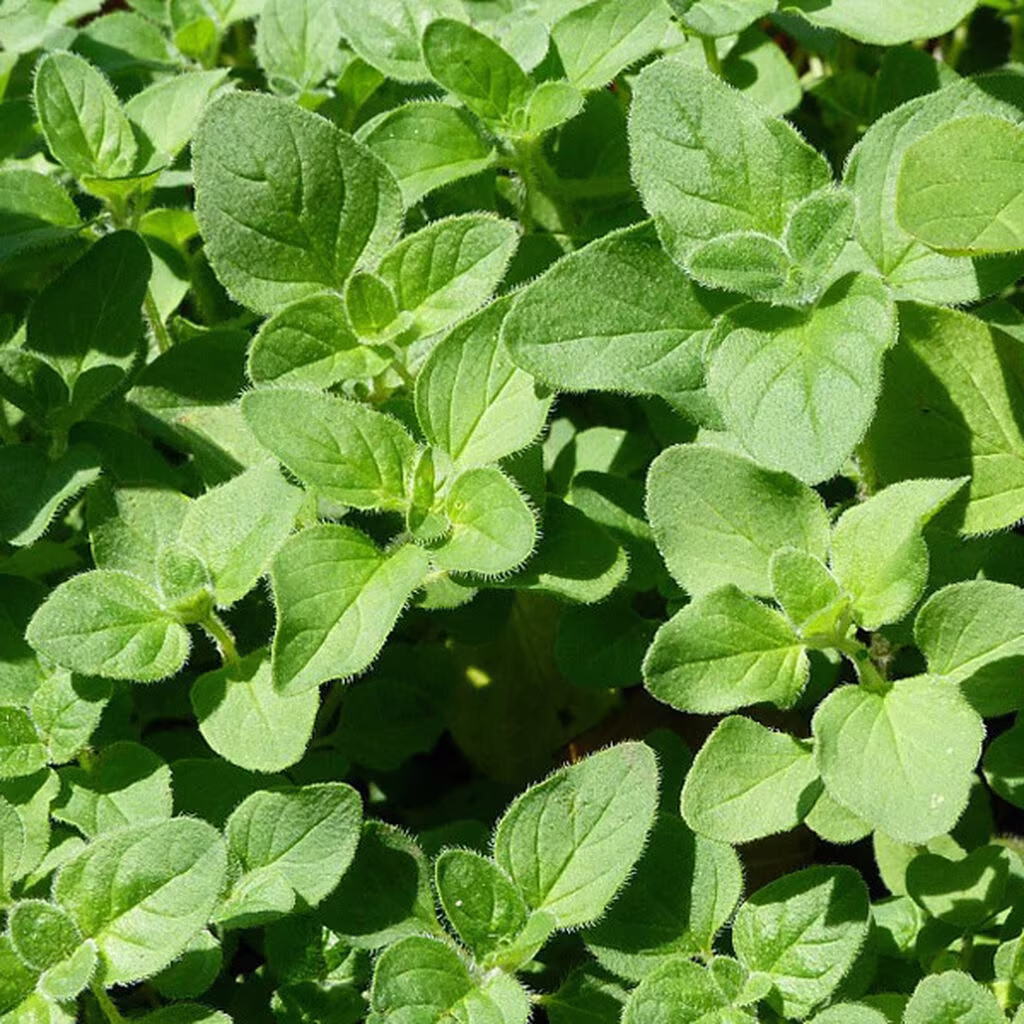 Oregano – odla din egen