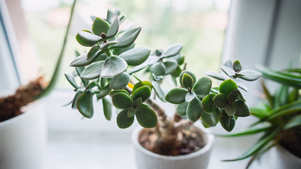 Paradisträd (Crassula) – fakta och skötselråd