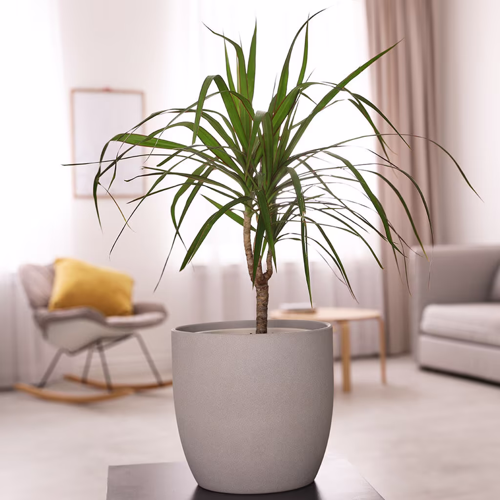 Dracena – fakta och skötselråd
