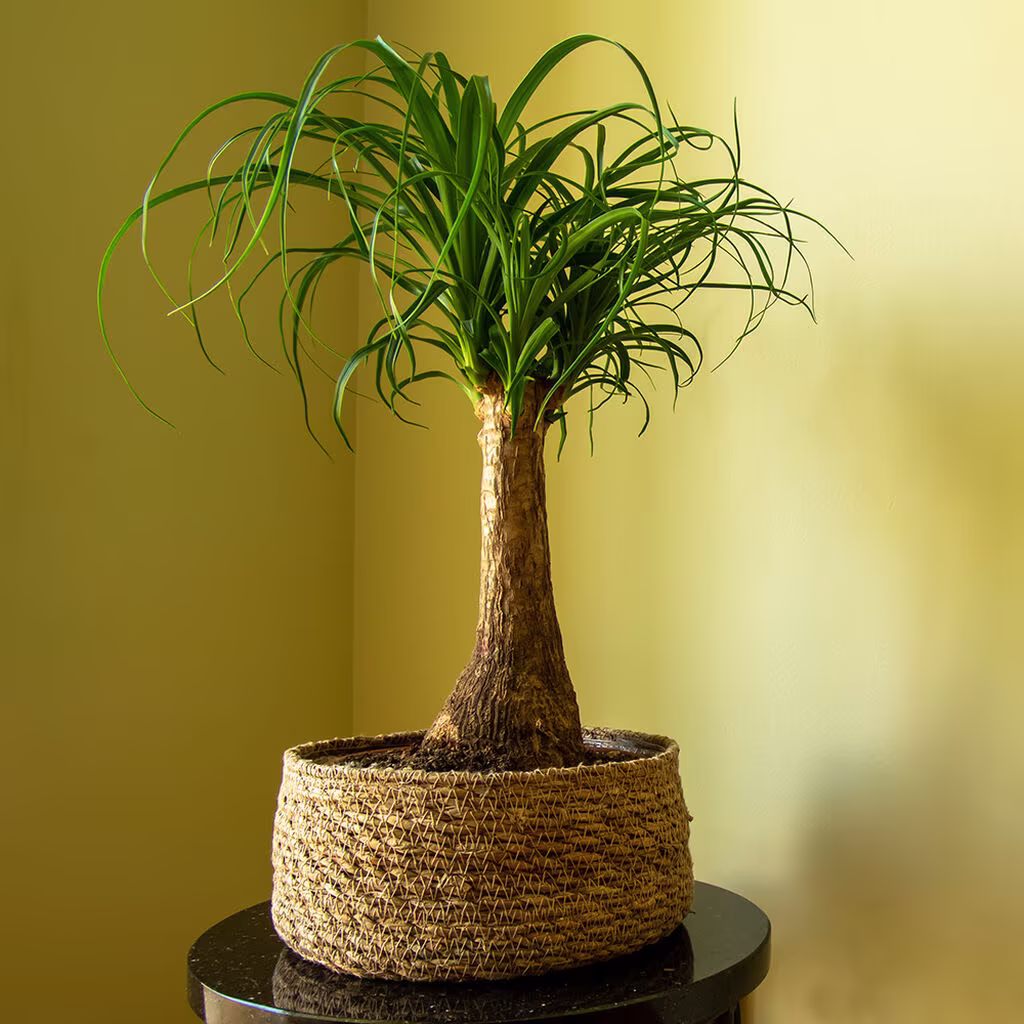 Flasklilja – fakta och skötselråd