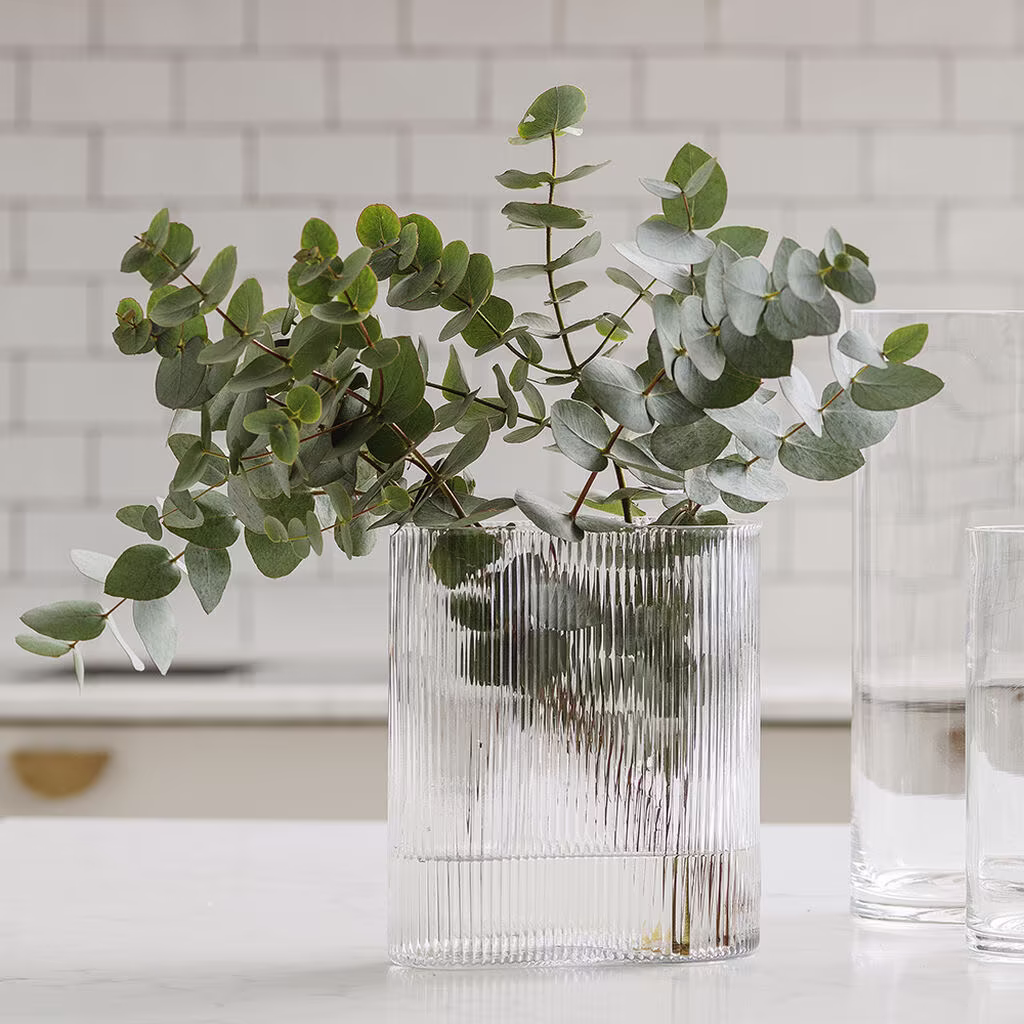 Eukalyptus – fakta och skötselråd