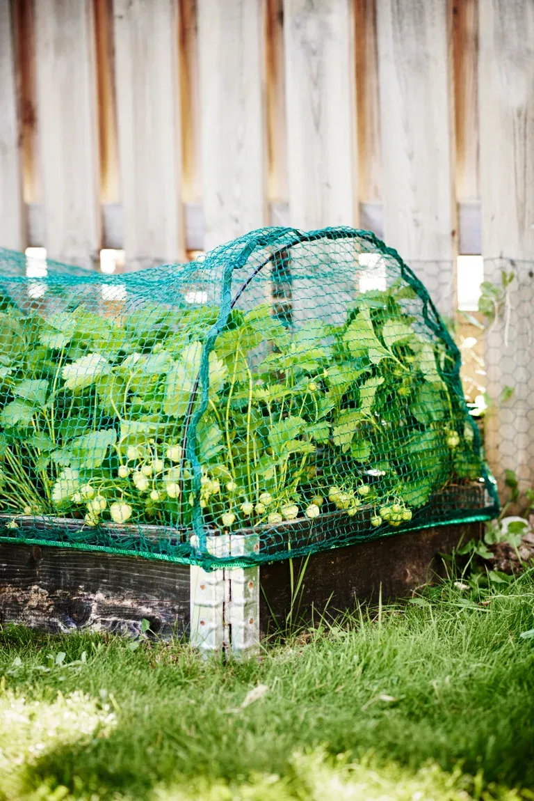 Fågelnät till pallkrage