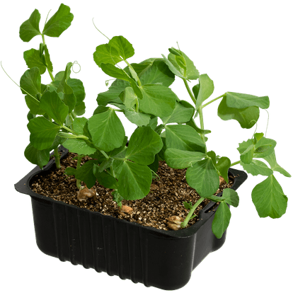 Grönsaker och örter