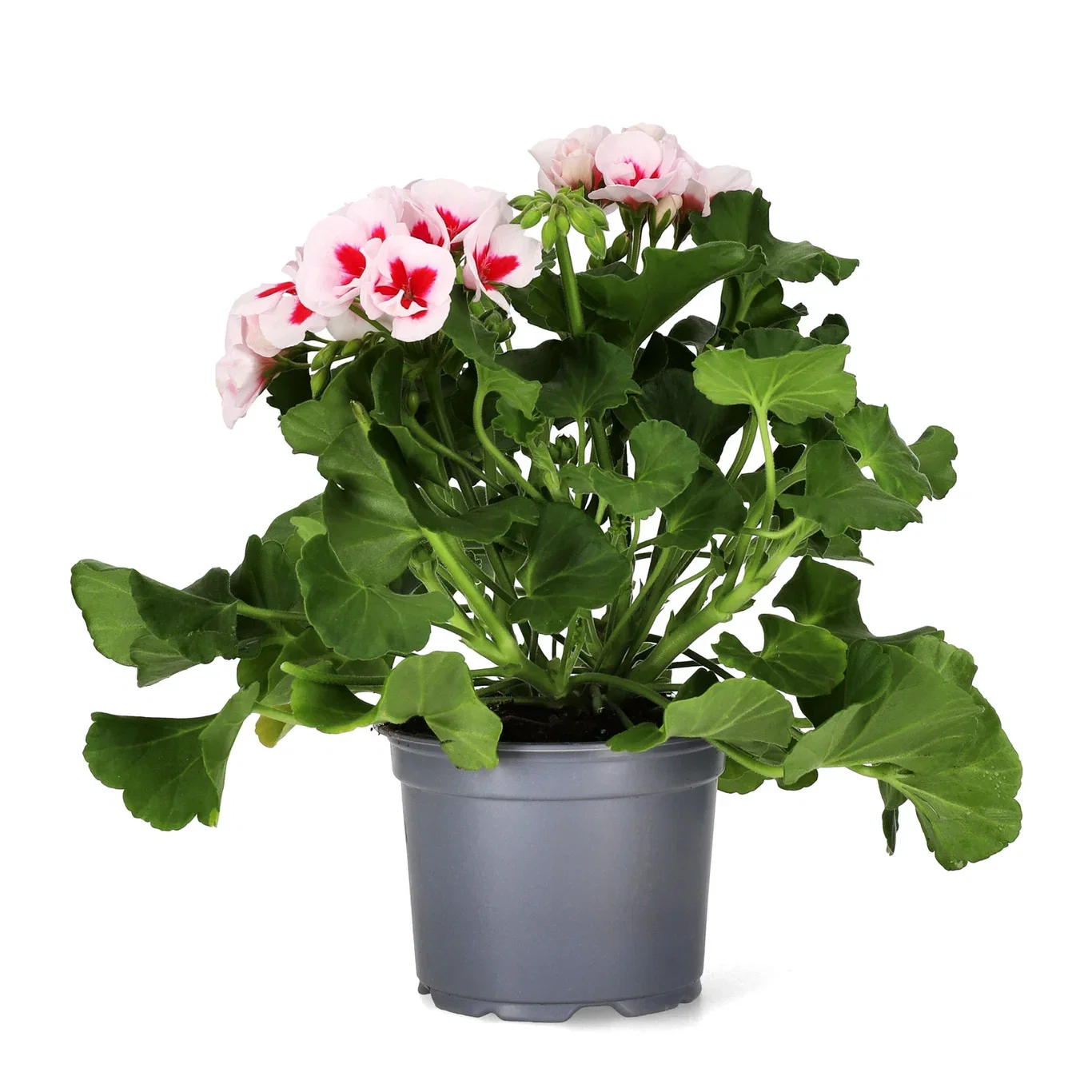 Pelargon Calliope 'White Splash'