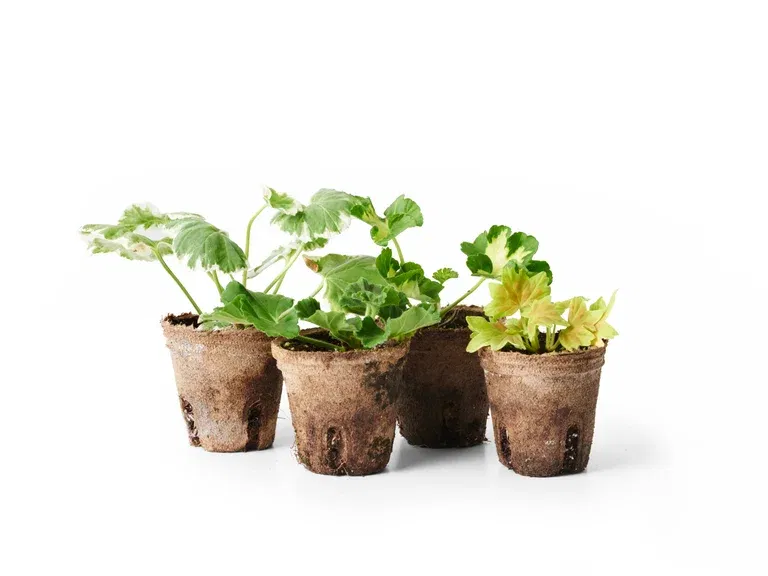 Zonalpelargon stickling