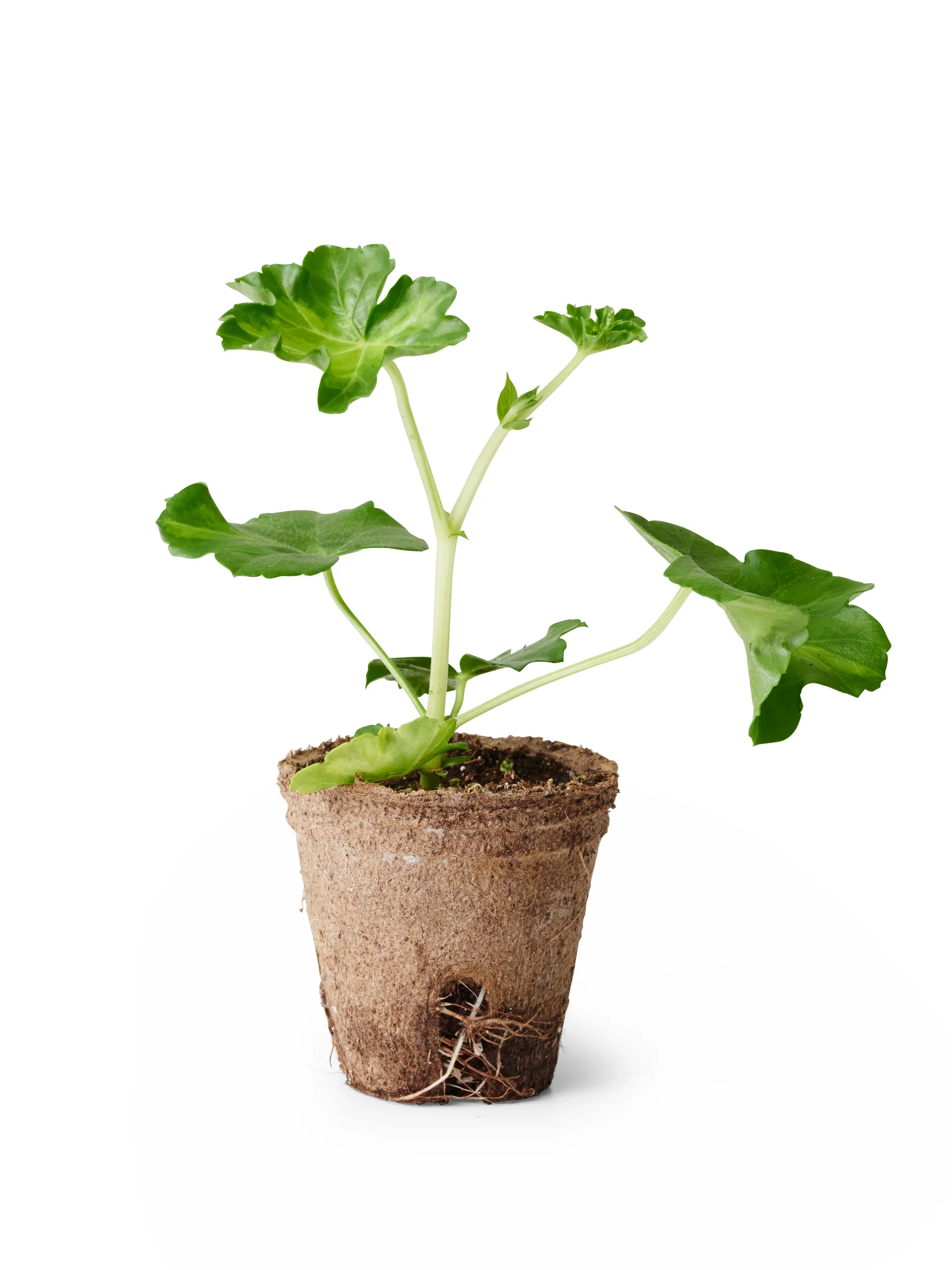 Hängpelargon stickling