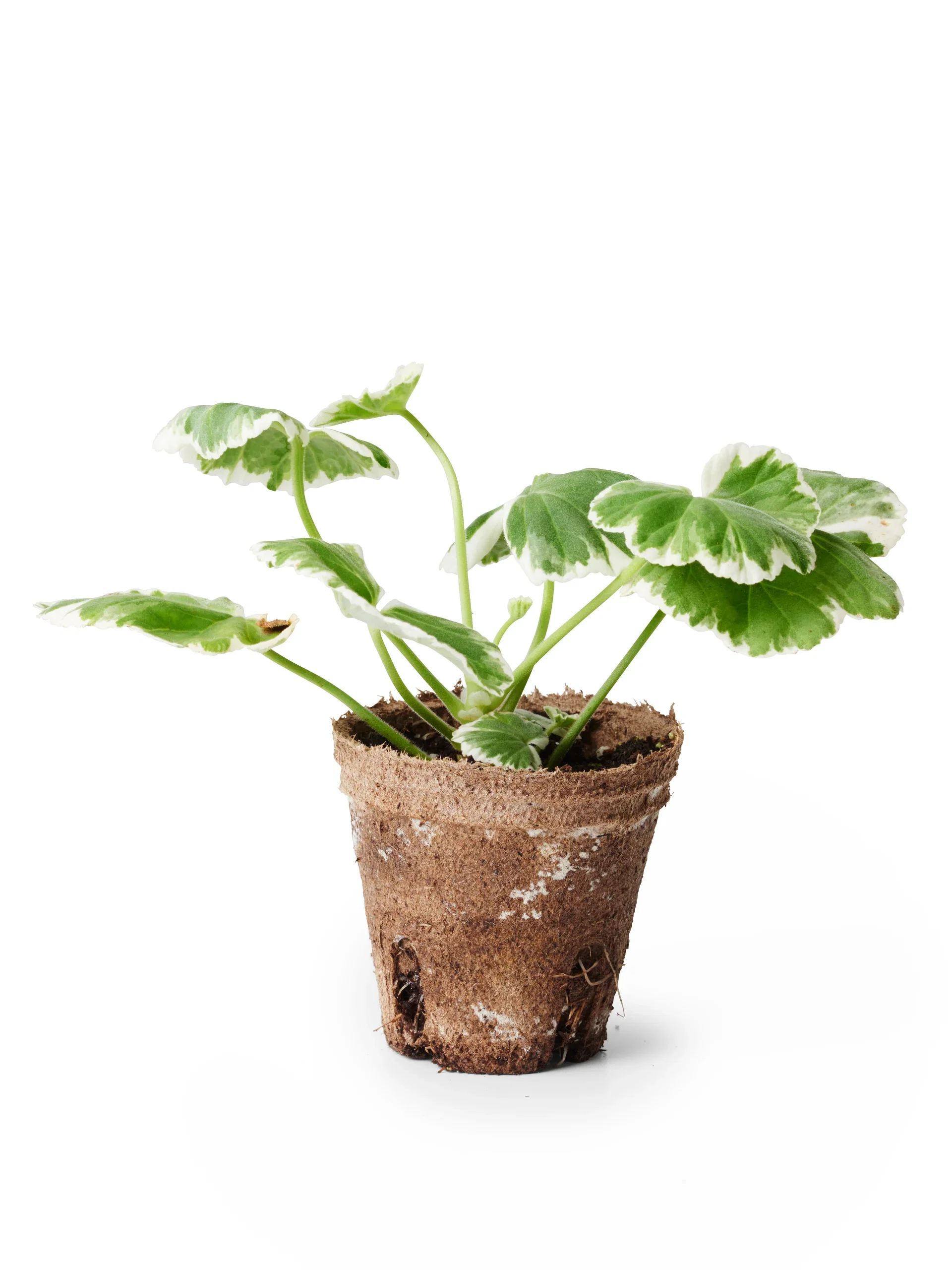 Zonalpelargon stickling