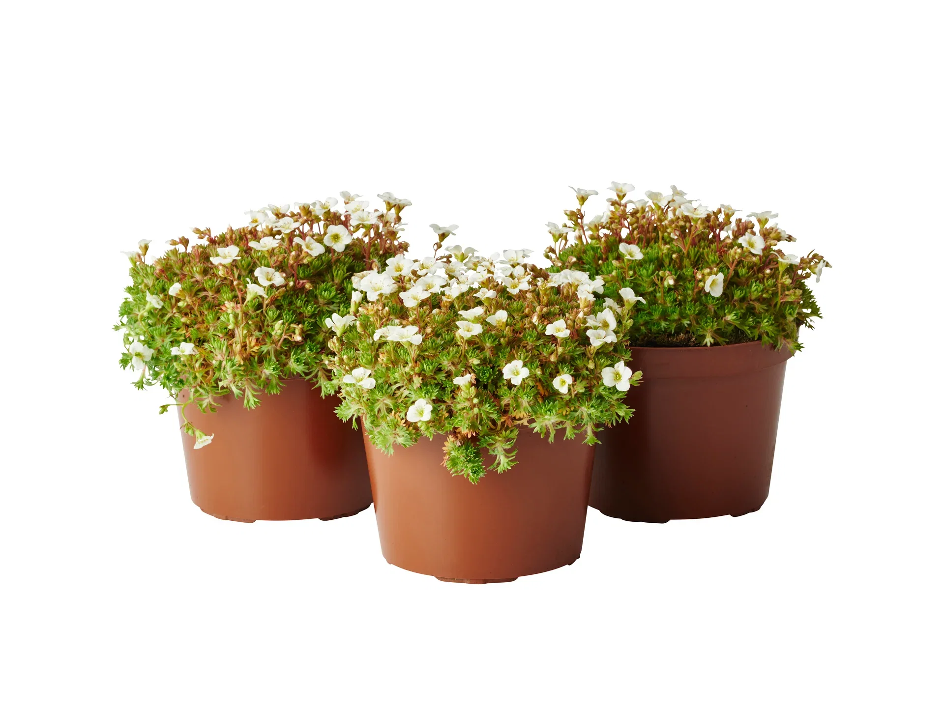 Rosenbräcka, olika sorter