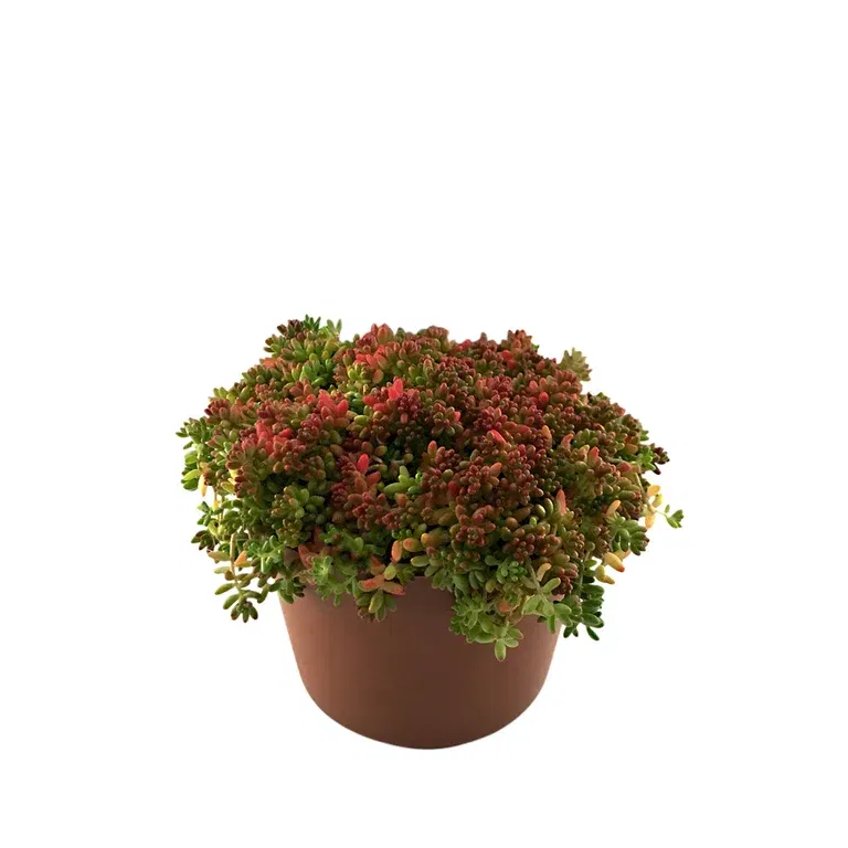 Sedum, olika sorter