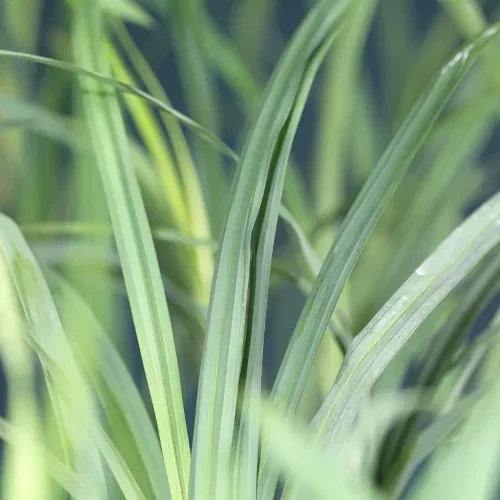 Jungfruhirs 'Cheyenne Sky'