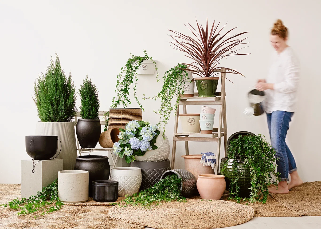 Syddracena 'Red Star'