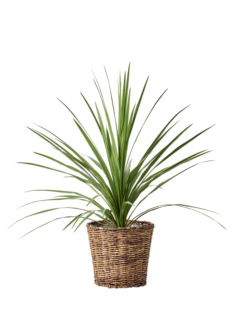 Syddracena 'Verde'