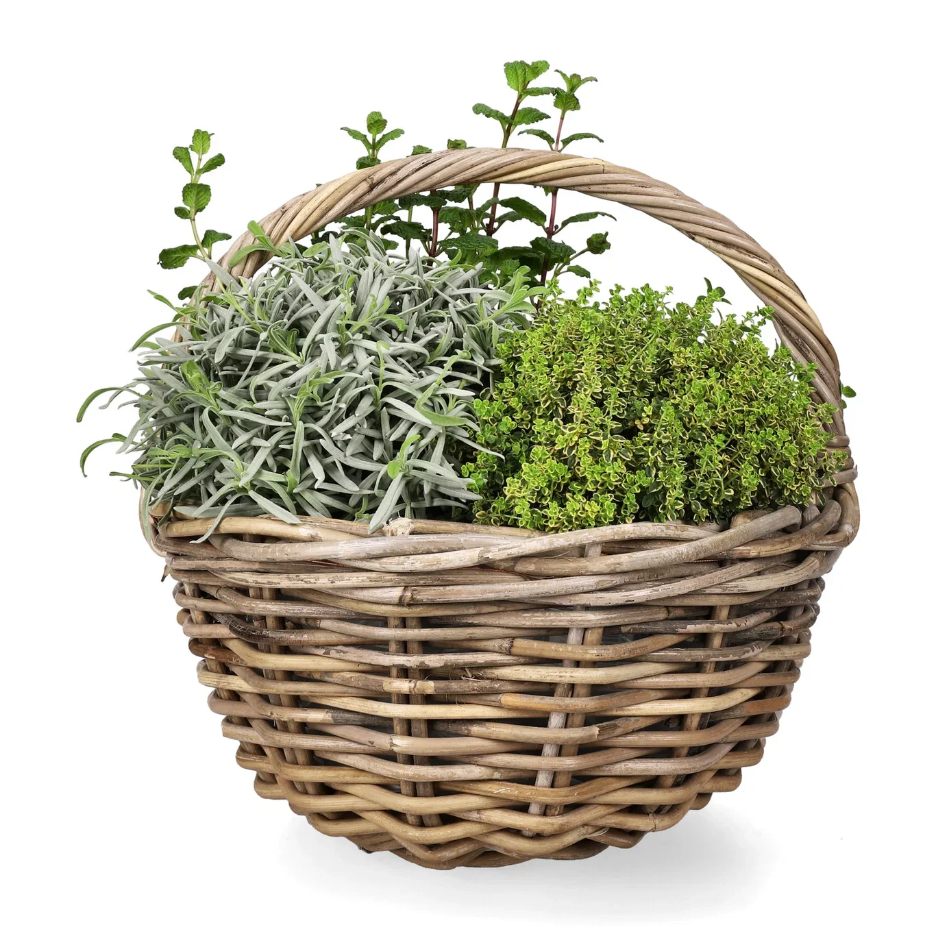 Oregano