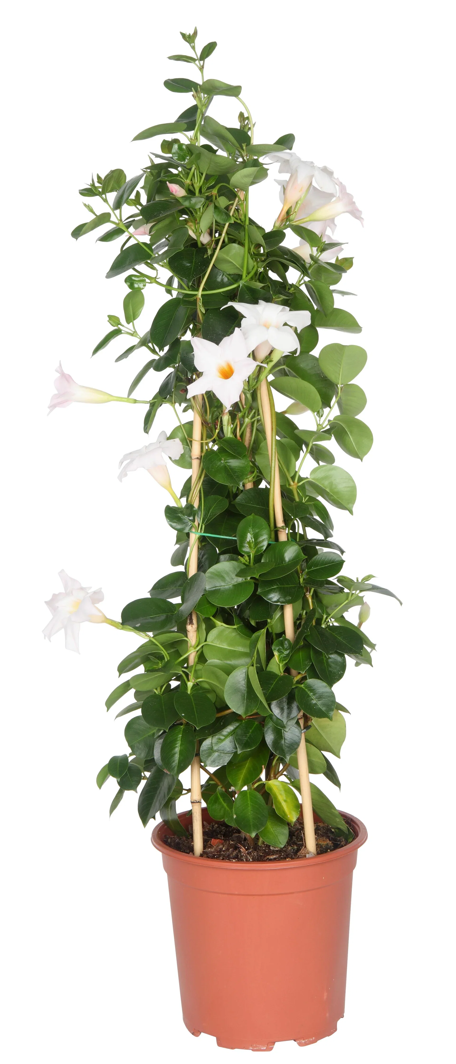 Bägarranka på pyramid