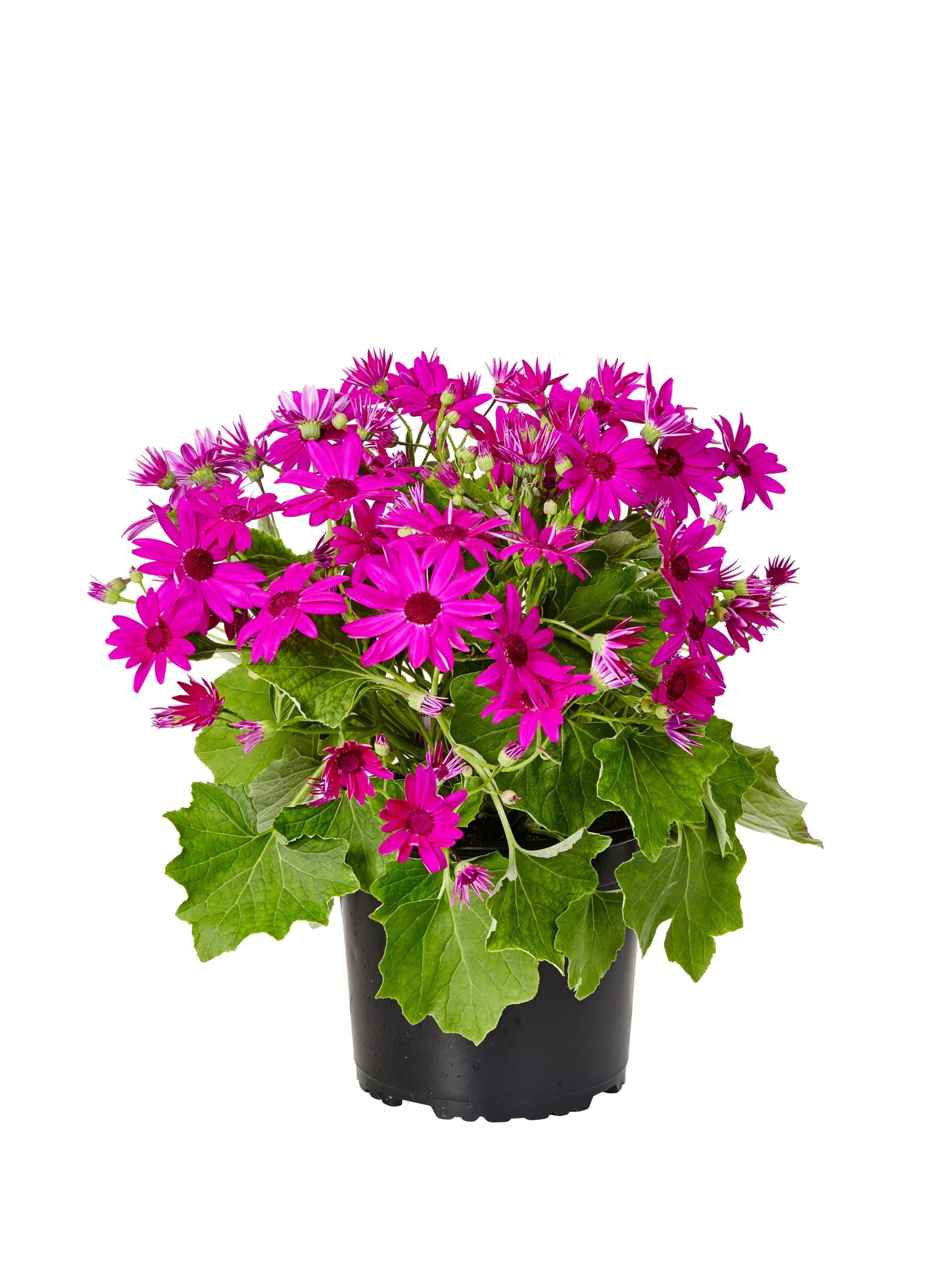 Cineraria 'Senetti'