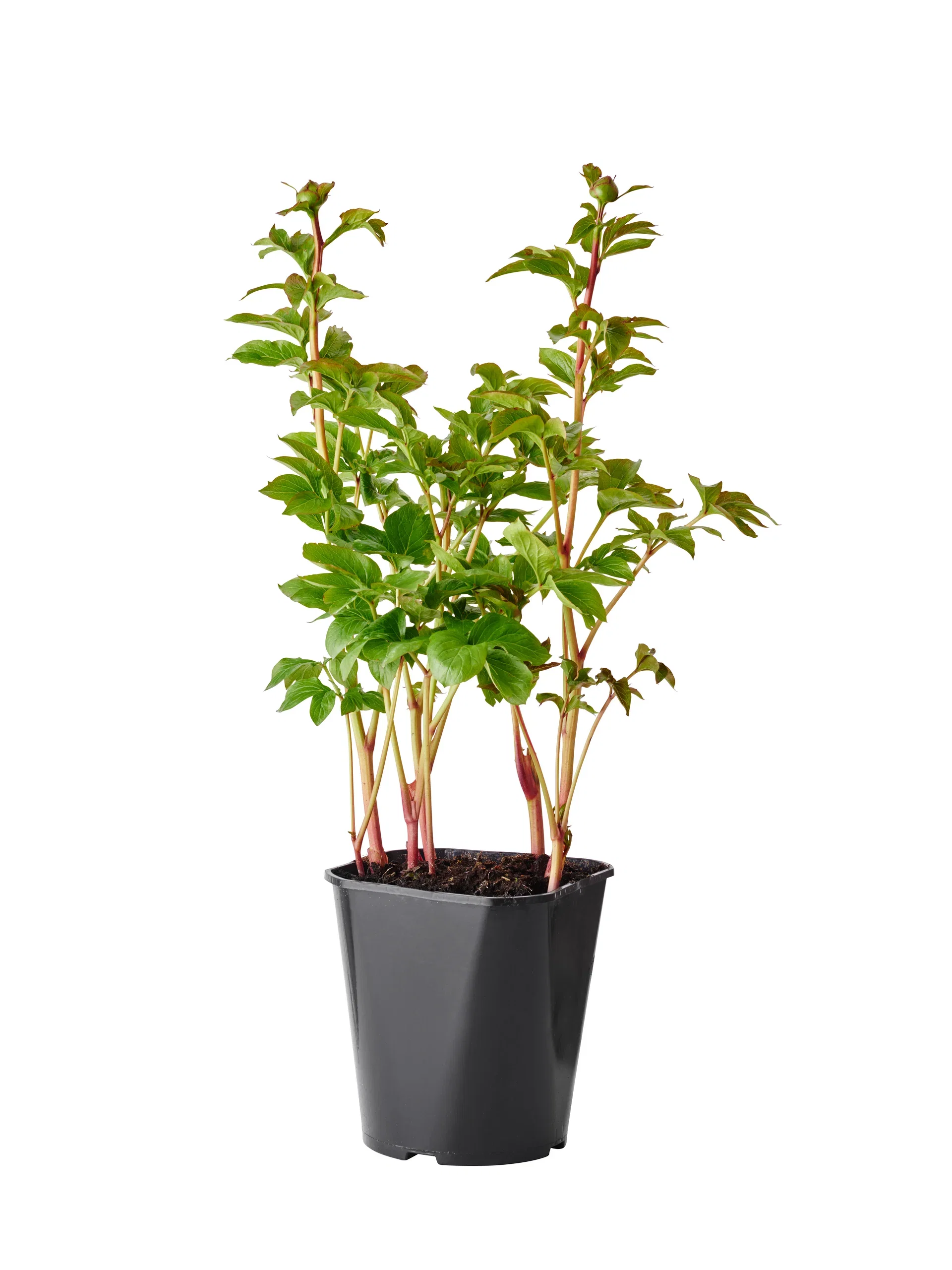 Luktpion, olika sorter