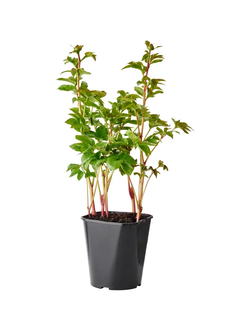 Luktpion, olika sorter