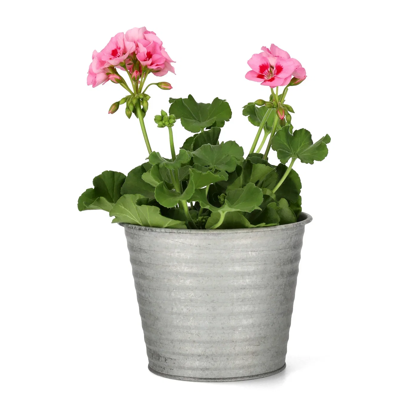 Pelargon Calliope 'Pink Splash'