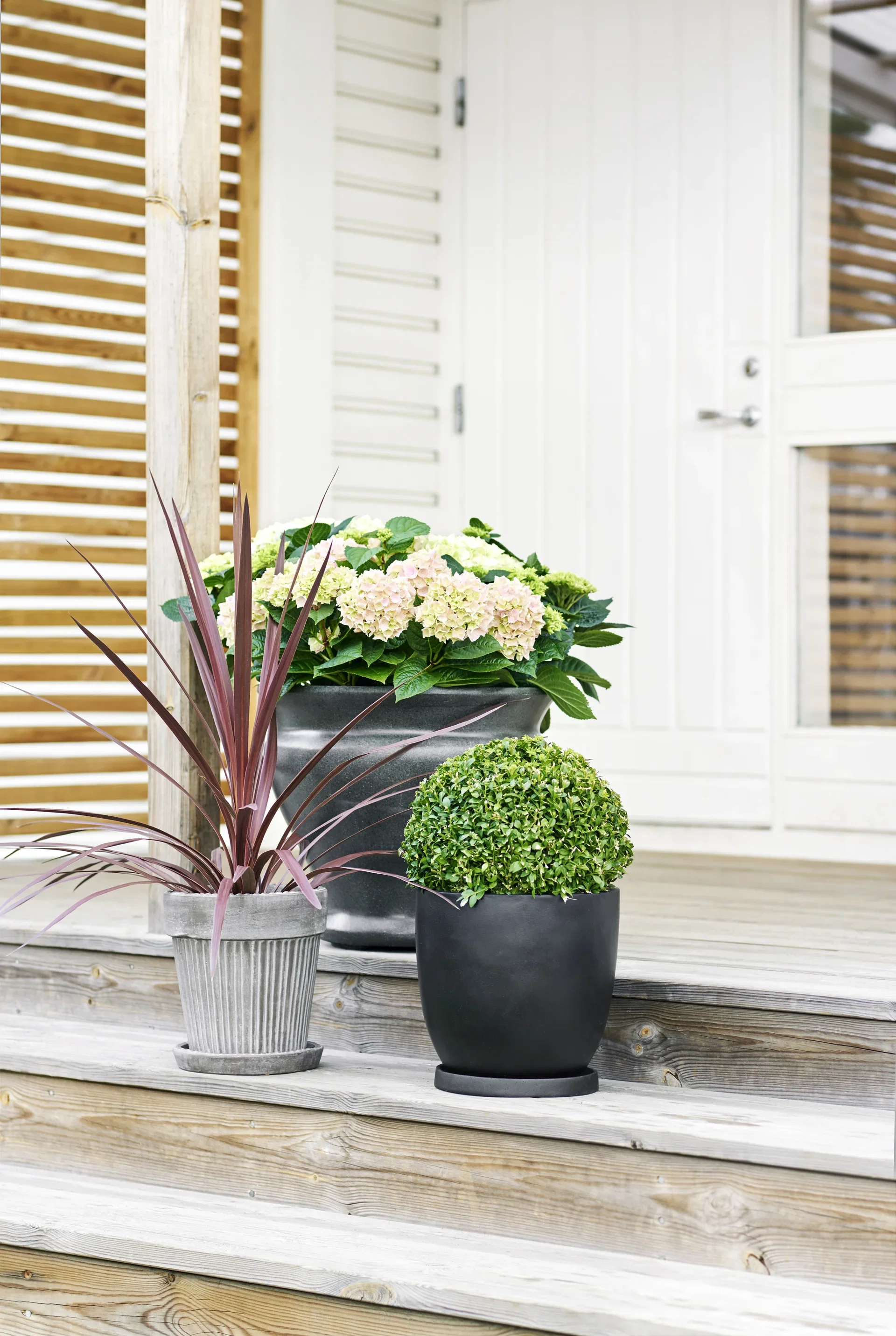 Syddracena 'Red star'