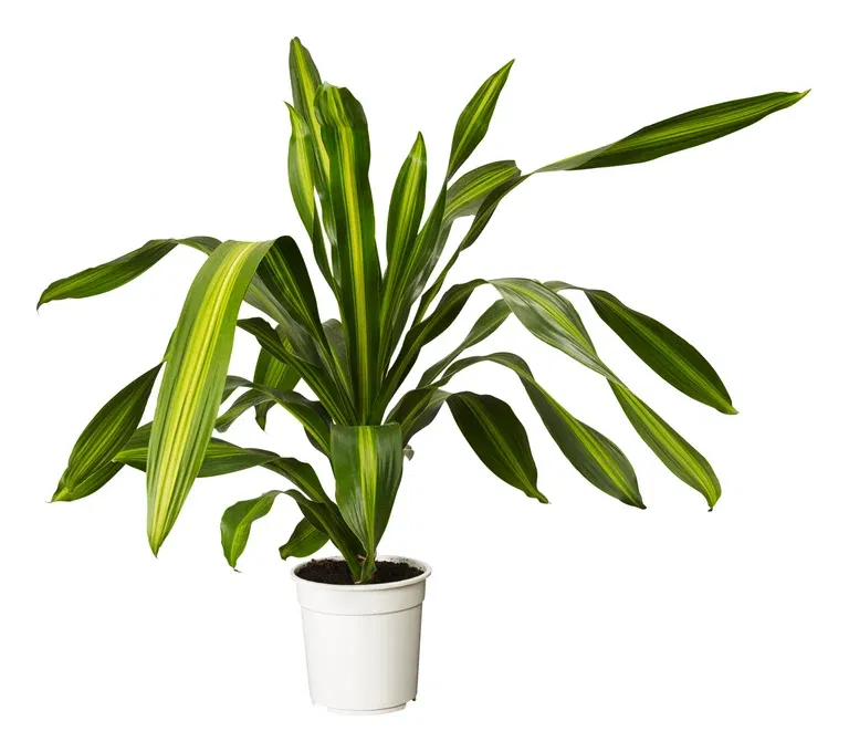 Doftdracaena BURLEY